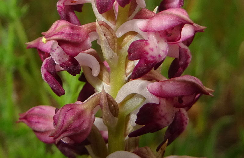 Anacamptis coriophora subsp. fragrans ?....s.